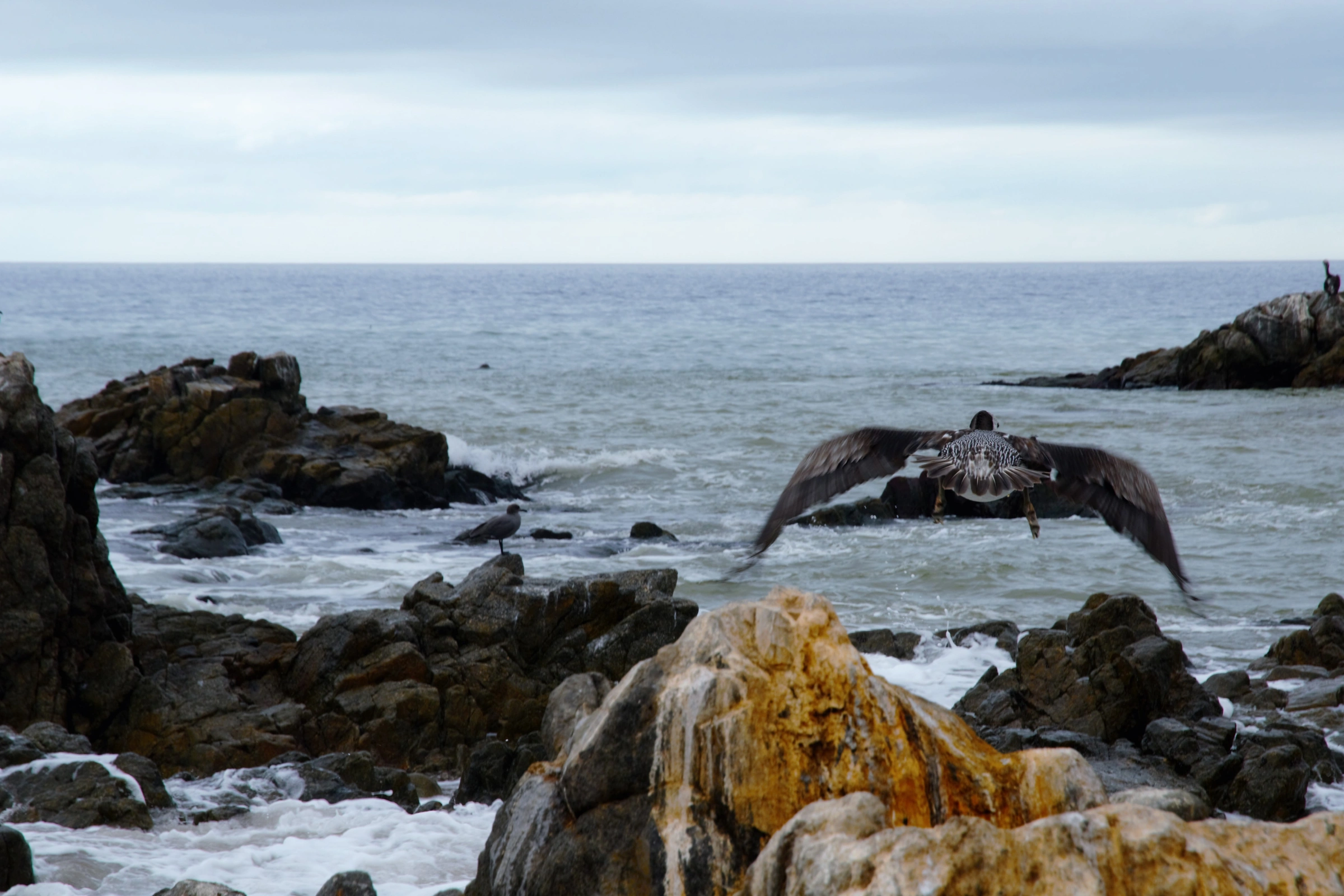 Isla_Pan_de_Azúcar[1].webp